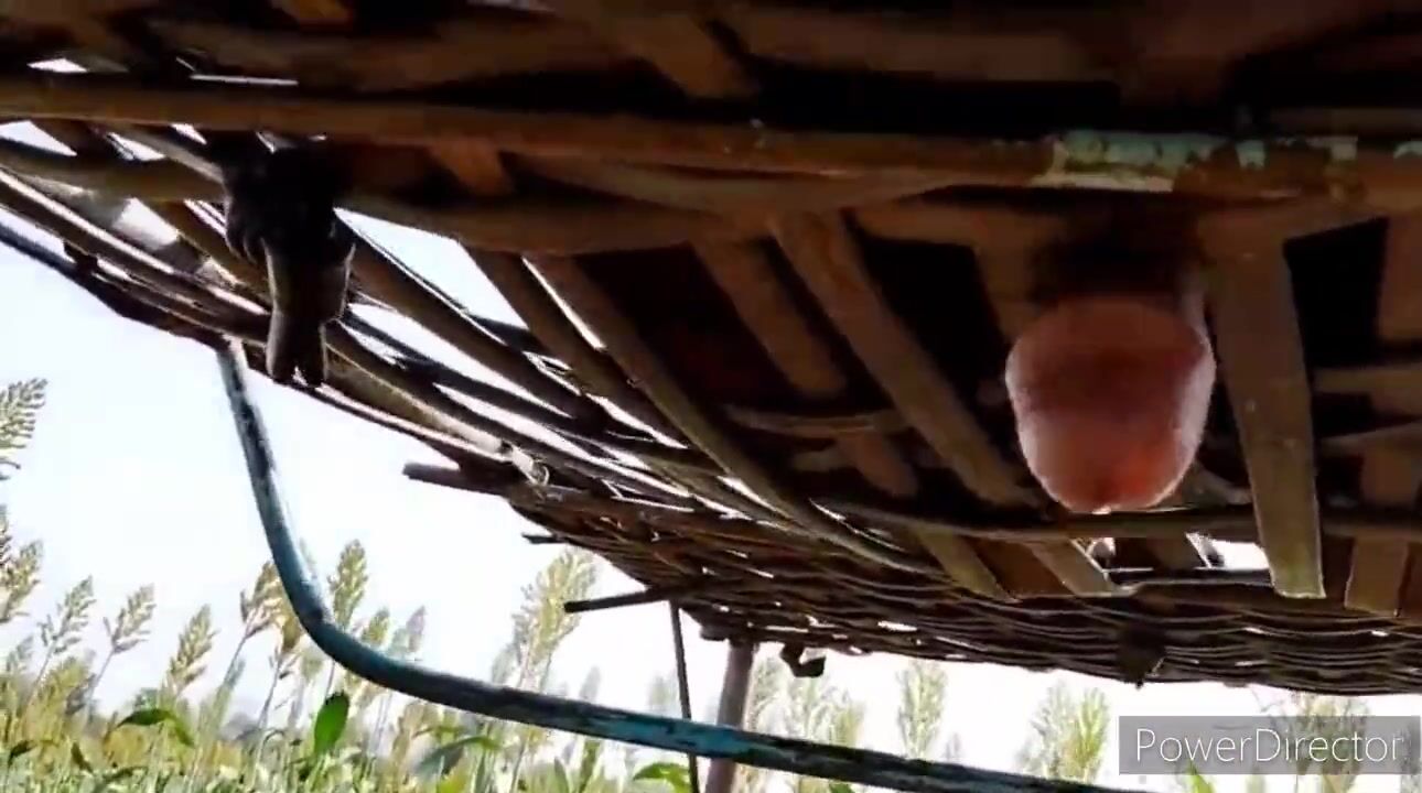 Village 9 inch cock fuck cot enjoying in jungle