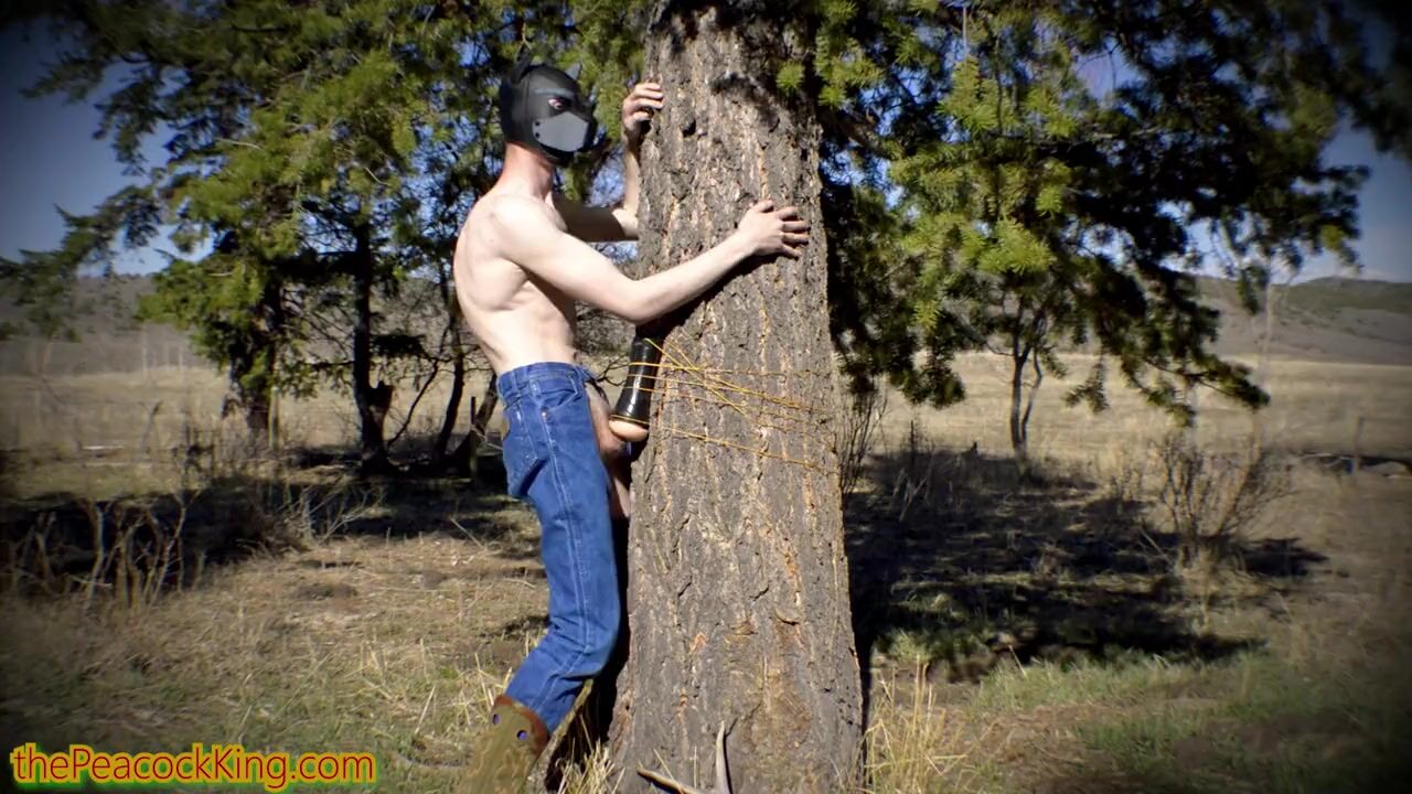 One Glaring Tree Boy Xxx - Fucking a Tree With a Sex Toy Strapped to it in a doggy mask watch online